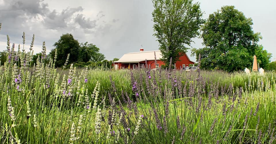 washington creek lavender farm