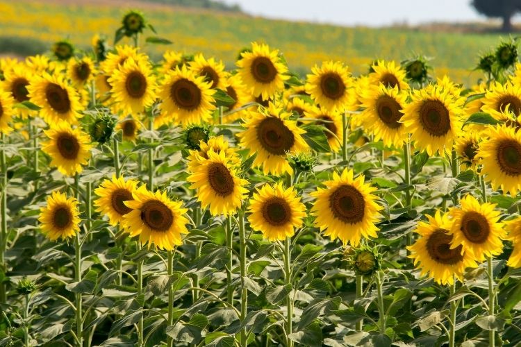 sunflower garden